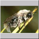 Stylops melittae - Faecherfluegler m23 5mm an Andrena vaga.jpg